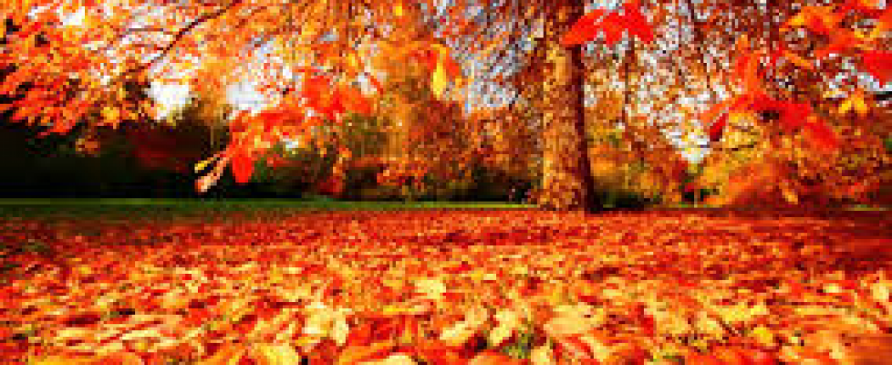 autumn-image