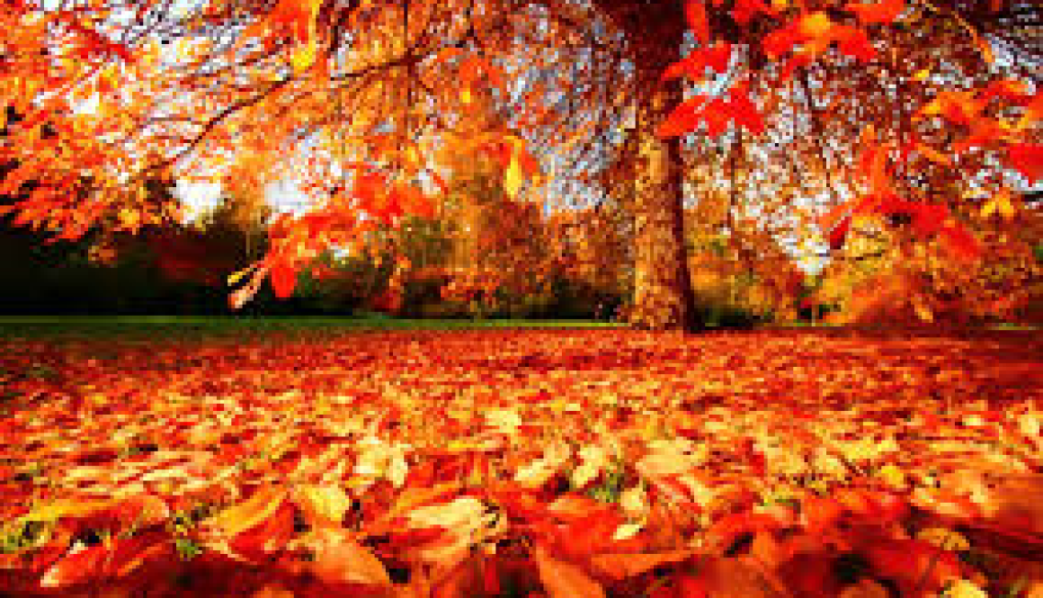 autumn-image